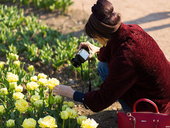В Никитском ботаническом саду можно будет увидеть 100 000 тюльпанов