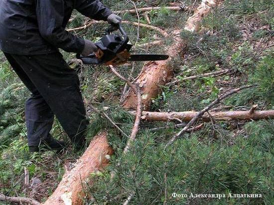 Банда "черных лесорубов" осуждена в Хабаровске за вырубку более 1 тысячи деревьев