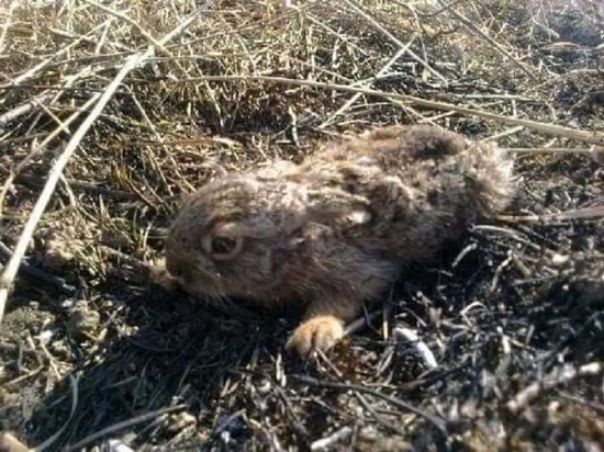 Новосибирские спасатели, показали, как гибнут животные из-за весенних палов