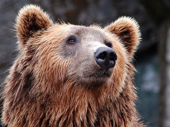 Российские летчики вырастили ручного медведя