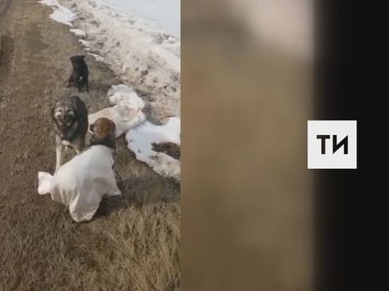 В Татарстане прокуратура проверяет инцидент с собаками в мешках