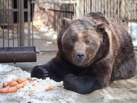 В Тамбове проснулись медведи