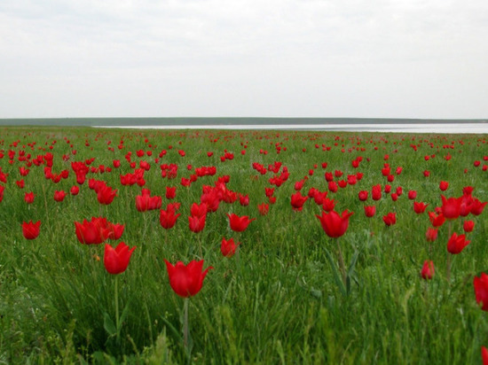 На фестиваль тюльпанов в Калмыкии ищут волонтеров