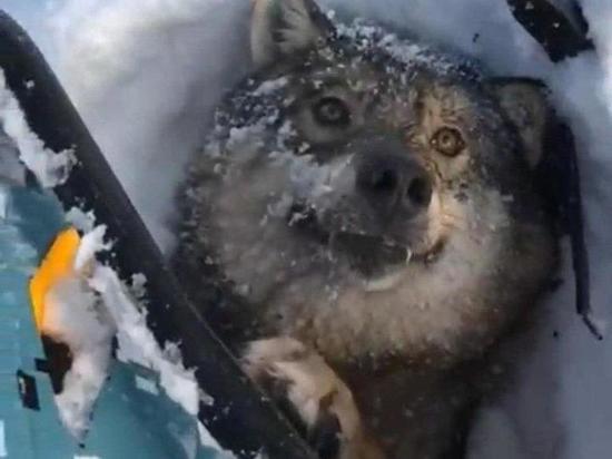 Алтайского охотника, давившего волка снегоходом, проверит прокуратура