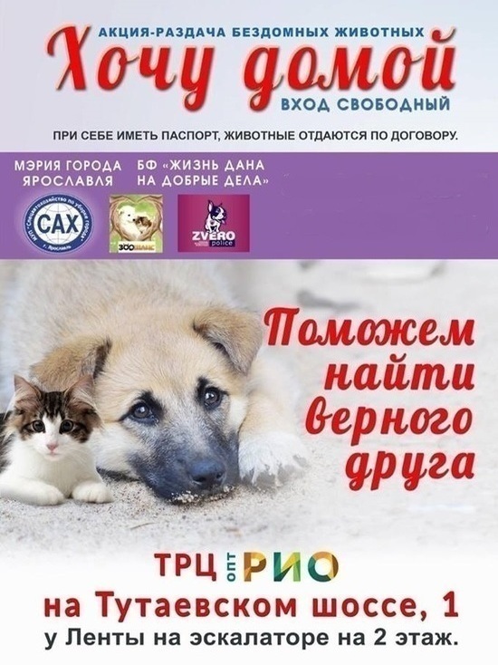 В Ярославле пройдет выставка собак из приюта