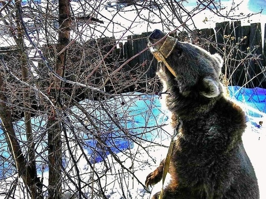 «Медведям тоже нужно платить пенсию»: новосибирские дрессировщики спасают своих четвероногих артистов от голодной смерти
