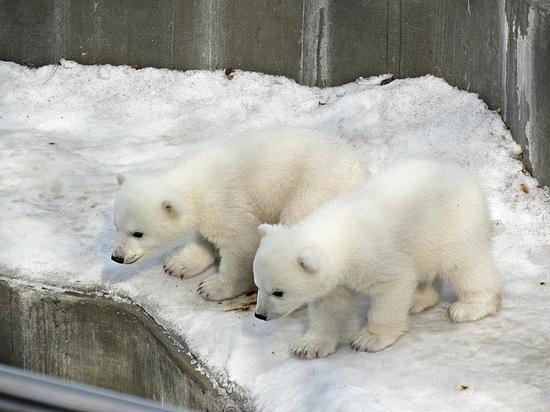 Медведи Новосибирского зоопарка оказались мальчиком и девочкой