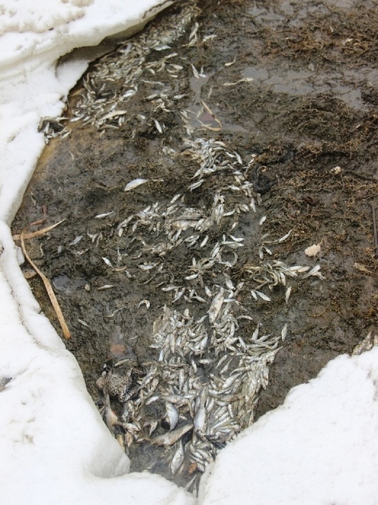 В Тамбовской области в пруду погибла рыба