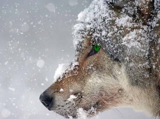 В Бурятии на лисиц и волков вышло свыше 1400 человек с ружьем