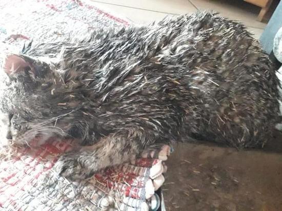 Умер кот, которого спас турист на алтайской турбазе - МК Барнаул
