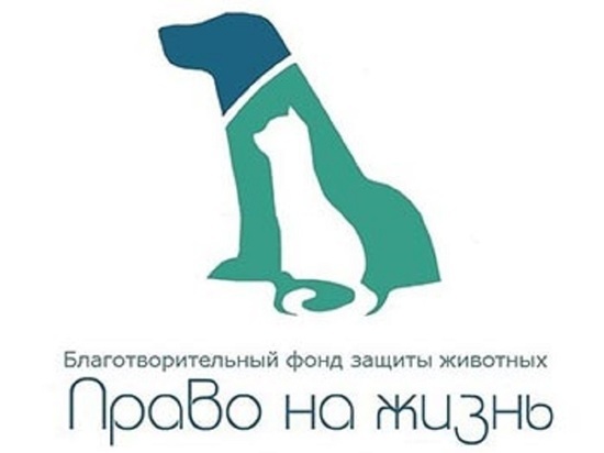 В Тутаеве приют для собак получил полмиллиона на развитие