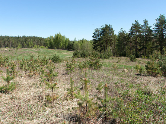 Ста сорока гектаров в Ивановской области лишился владелец, не следивший за состоянием земель