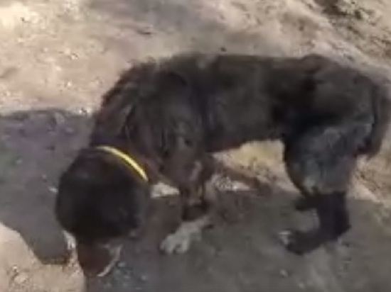 Собачий концлагерь нашли на территории Калуги