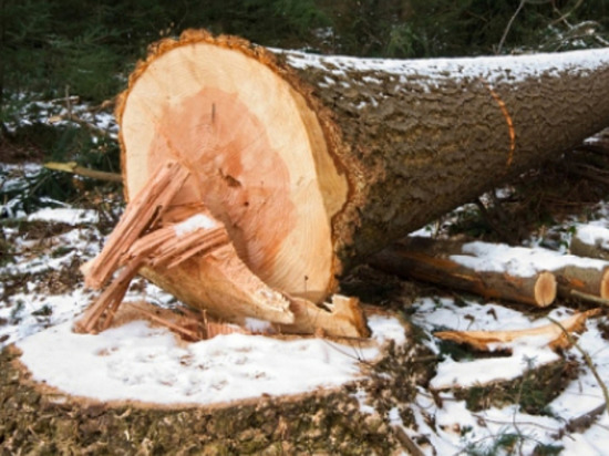 Житель Чувашии случайно убил сельчанина спиленным деревом