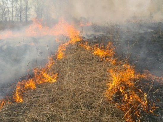 В весенних пожарах в Тверской области погибнут ежи, а утки спасутся