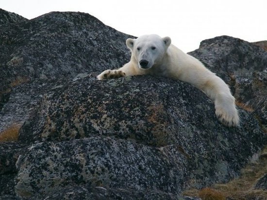 На белых медведей полуострова Ямал установят датчики