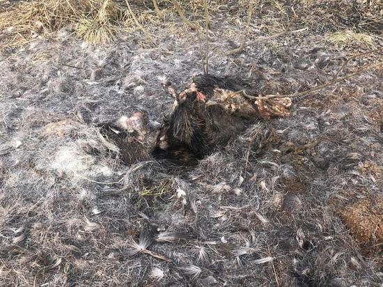Житель Тверской области нашел в лесу разбросанные конечности дикого животного