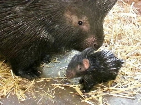 В брянском зоопарке родились два дикобраза