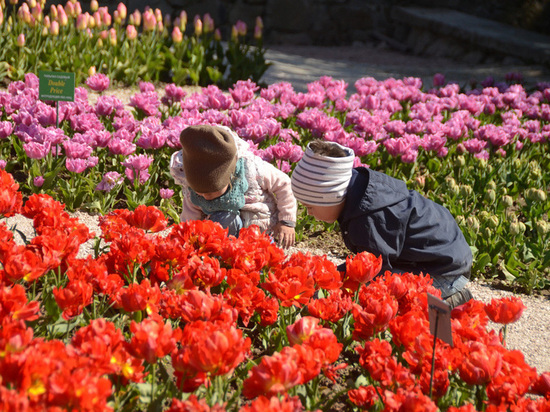 100 тысяч луковиц, 247 сортов: в Крыму открывается парад тюльпанов