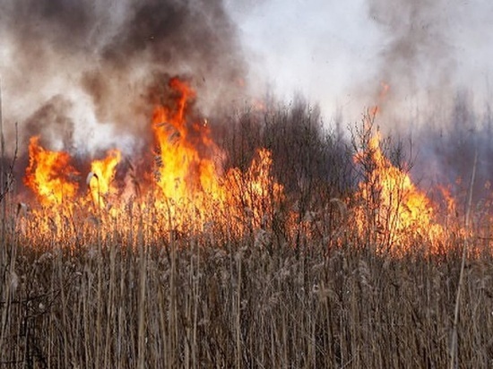 В Тамбовской области заживо сгорел пенсионер, сжигавший сухостой