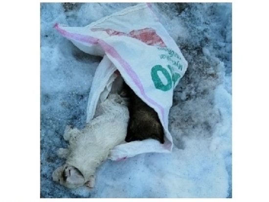 Пакет с мертвыми щенками обнаружили на улице Ноябрьска