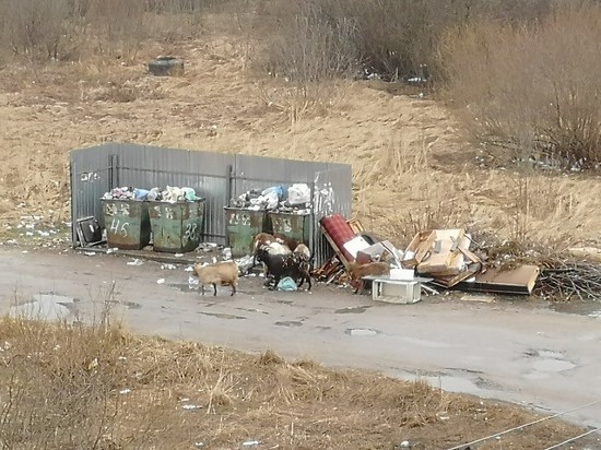 Жители Тверской области ругаются на коз за мусор