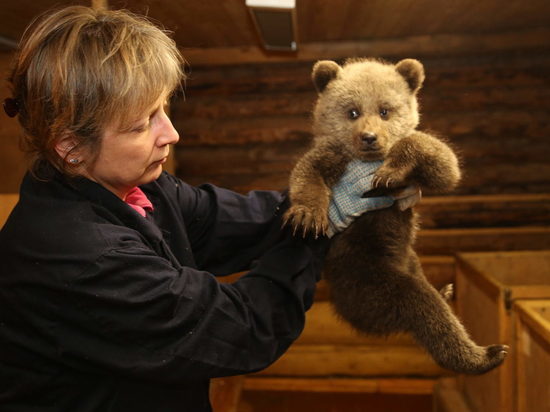 Три медведицы нашли спасение за тысячу километров - в Тверской области