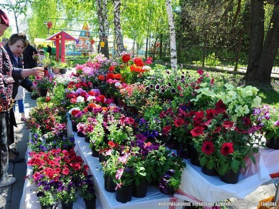 В Тамбове пройдет «Фестиваль цветов»