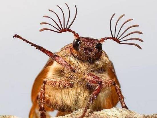 В Мордовии обнаружили новые виды жуков