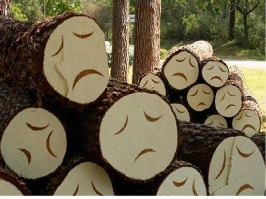 Житель Чувашии заплатил 10 тысяч рублей за незаконную рубку деревьев