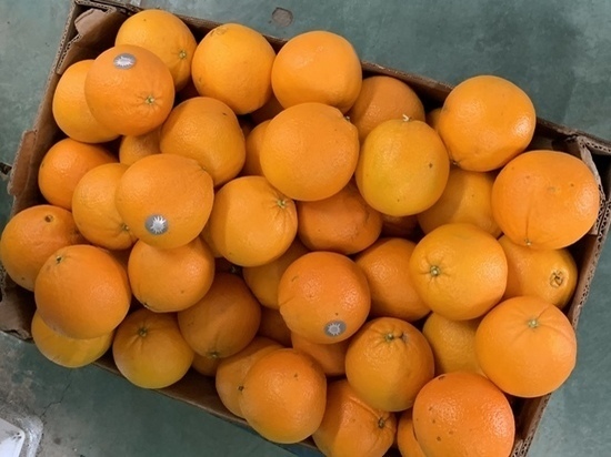 В Ростовской области уничтожили более 180 килограмм свежих фруктов