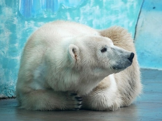 Белая медведица Аяна поселилась в зоопарке «Лимпопо»