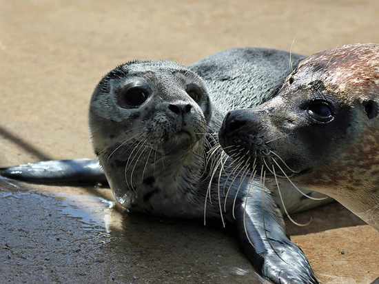 Тюленята, проходящие реабилитацию в Калининградском зоопарке, пошли на поправку