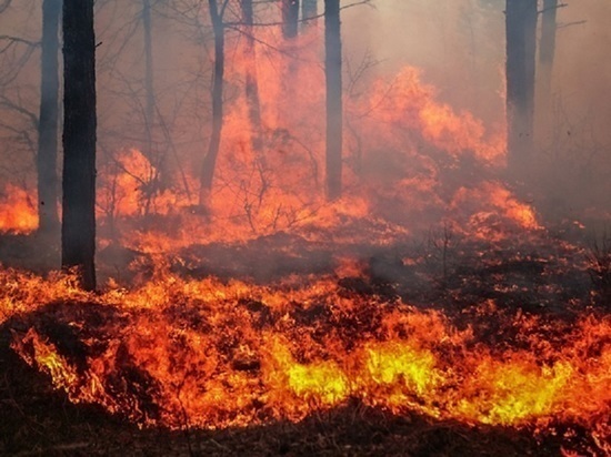 Министерство лесного хозяйства в прошлом году провалило тушение лесных пожаров