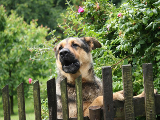 Права соотечественников в Германии: лай собаки и недовольные соседи