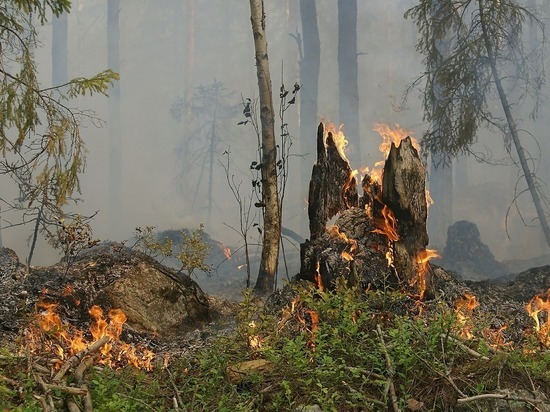 Запрет на посещение леса могут распространить на 19 районов Забайкалья