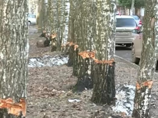 В ярославском дворе автолюбители испортили 25 берез