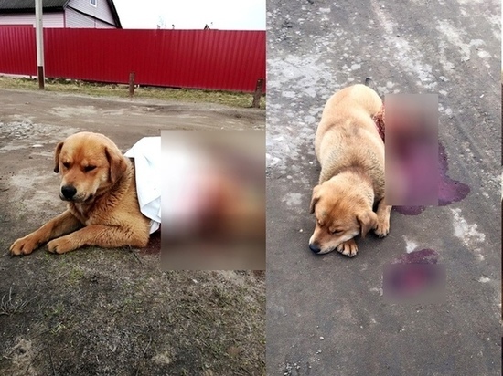 В Тверской области неизвестный жестоко расправился с собакой