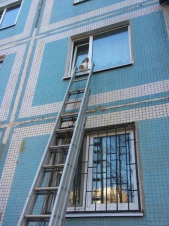Ульяновские спасатели сняли застрявшую в окне кошку