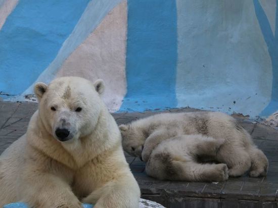 В новосибирском зоопарке выбирают имена для белых медвежат