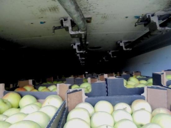 В Псковскую область запретили ввезти 20 тонн яблок из Белоруссии