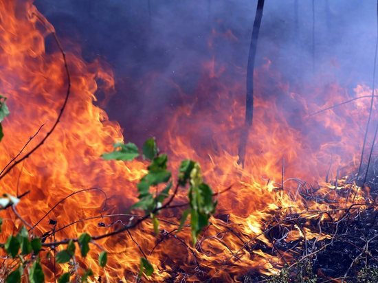Спасатели Тверской области отрабатывают навыки по предотвращению природных пожаров