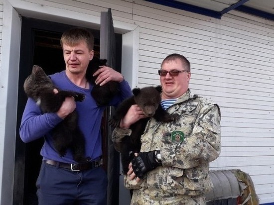 Найденных лесорубами Беловского района медвежат обследовали врачи
