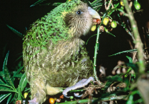 Какапо, или совиные попугаи, находящиеся на грани исчезновения с лица Земли, в 2019 году начали размножаться рекордными темпами