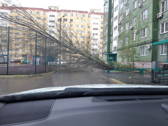 В Астрахани сильный ветер повалил дерево на автомобили