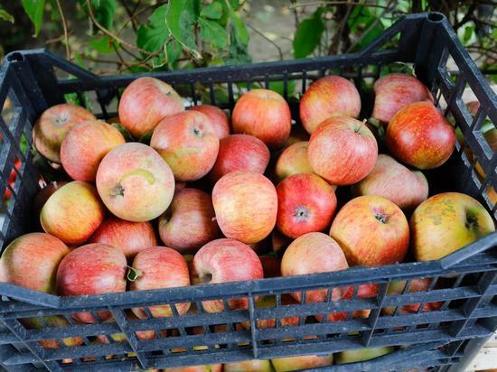 Какие сорта яблок выращивают в волгоградской области?