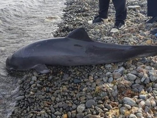 НГ: В Новороссийске охотник застрелил дельфина и оставил умирать на берегу