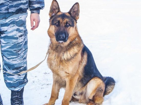Кировская полиция ищет дом служебным собакам