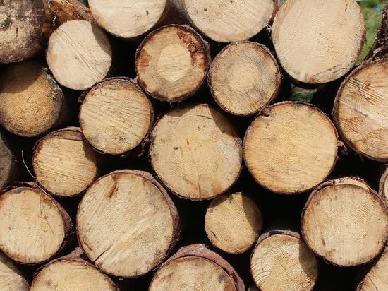Только треть лесоприемников Забайкалья оформили право на лесные участки
