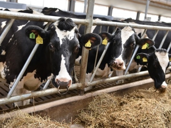 Молочная отрасль Калужской области ожидает прибавления на 15 тысяч коров